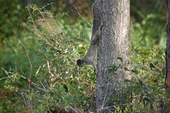 Sciurus niger niger