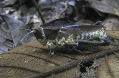 Colpolopha praemorsa