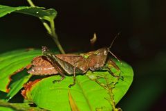 Maculiparia rotundata