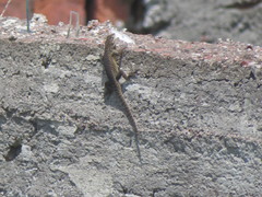 Sceloporus dugesii
