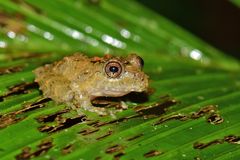 Pristimantis labiosus