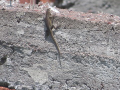 Sceloporus dugesii