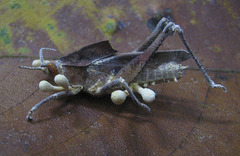 Colpolopha praemorsa