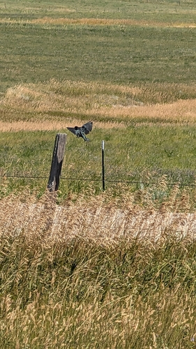 iNaturalist observation 2025-08-10