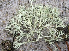 Cladonia labradorica