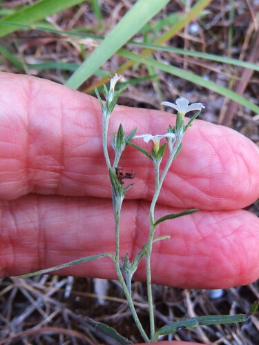 Pasture heliotrope (Euploca tenella)
