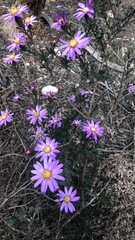 Olearia magniflora
