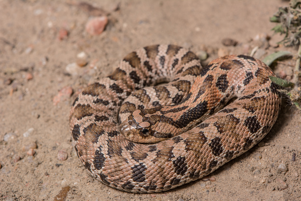 Eastern hognose snake - Wikipedia