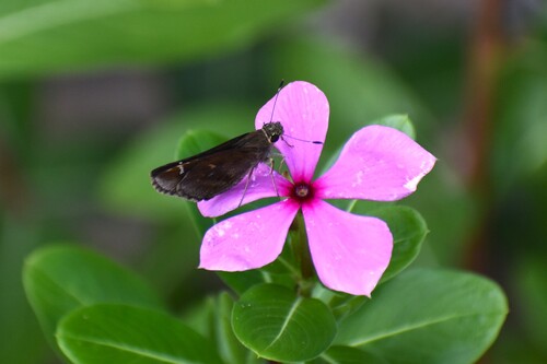 Clouded Skipper, Old Tennessee Pike Rd, Pinson, AL 35126, USA, photo 4 of 10