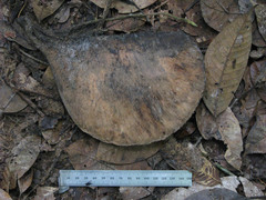 Aspidosperma