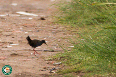 Pardirallus sanguinolentus