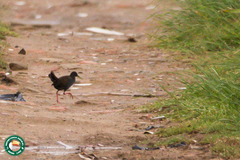 Pardirallus sanguinolentus