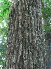 Calophyllum brasiliense