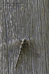 Gomphaeschna furcillata