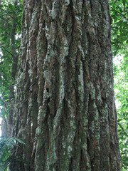 Calophyllum brasiliense