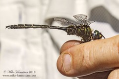 Somatochlora cingulata