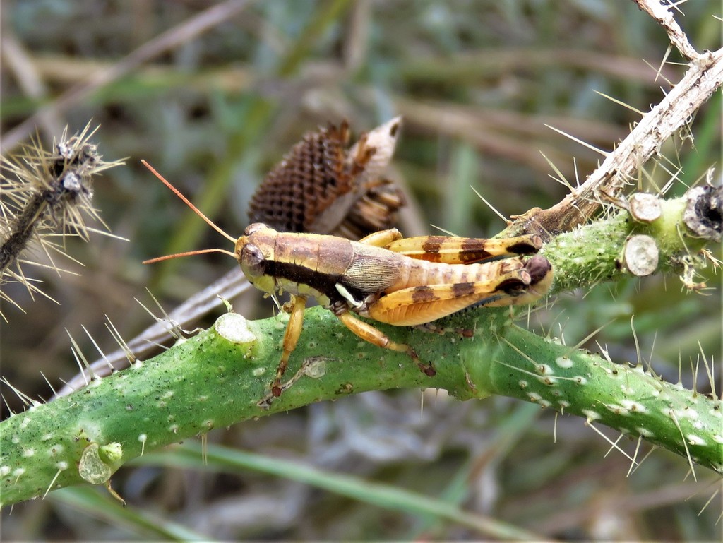 Dallas Short-wing Grasshopper