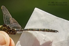 Somatochlora cingulata