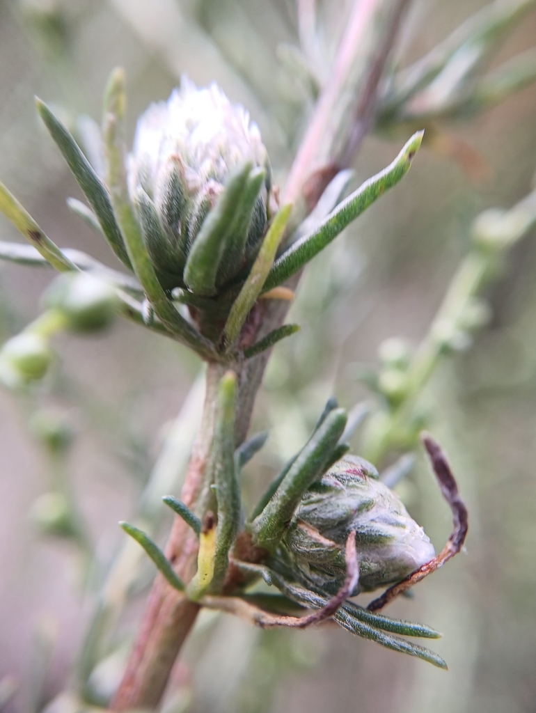 Rhopalomyia campestris