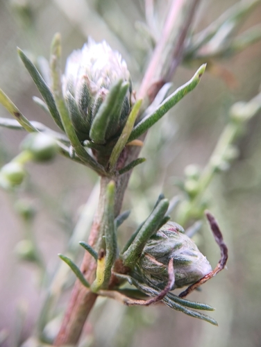 Rhopalomyia campestris