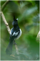 Trochocercus cyanomelas