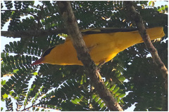 Oriolus auratus
