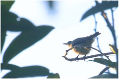 Anthreptes rubritorques