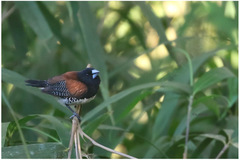Spermestes bicolor nigriceps