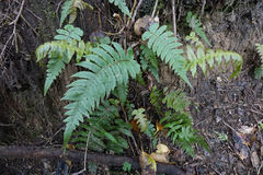 Cranfillia vulcanica