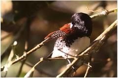 Spermestes bicolor nigriceps