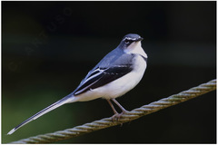 Motacilla clara