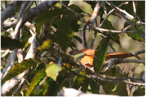 iNaturalist image