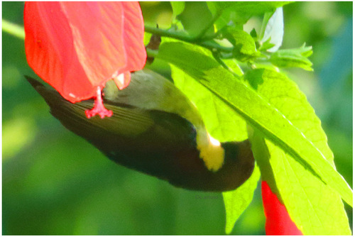 iNaturalist image
