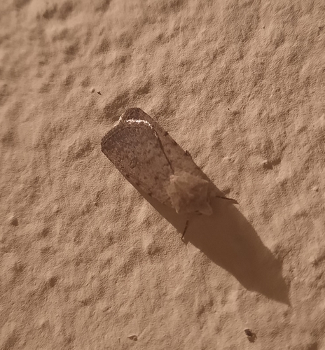 Caradrina clavipalpis