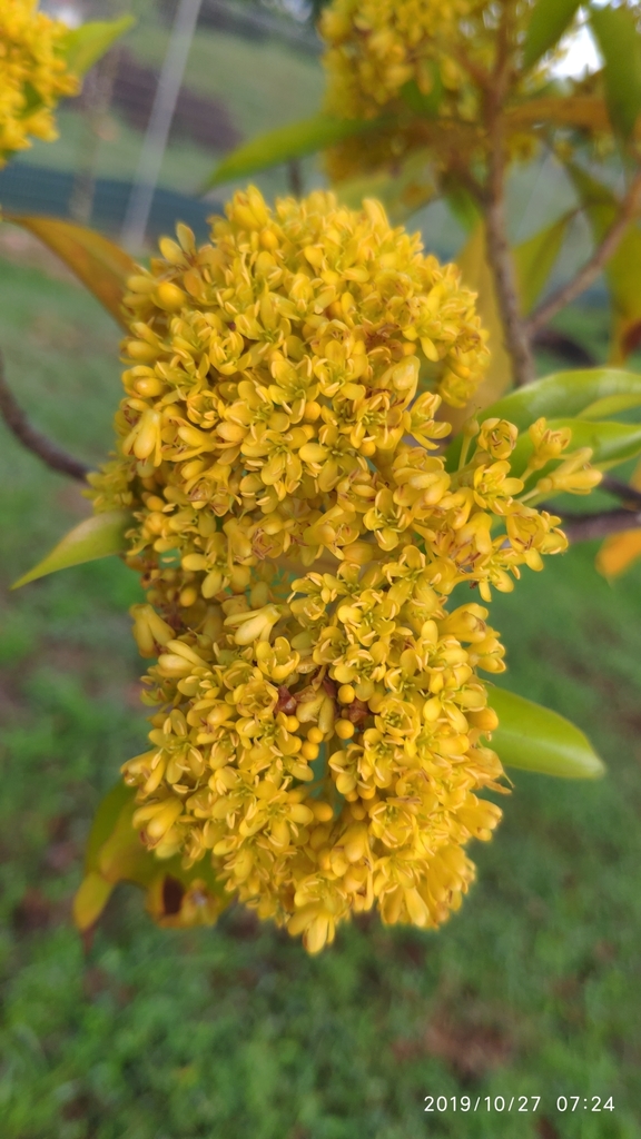 Pteleocarpa