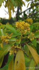 Pteleocarpa lamponga