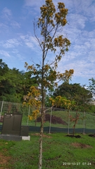 Pteleocarpa lamponga