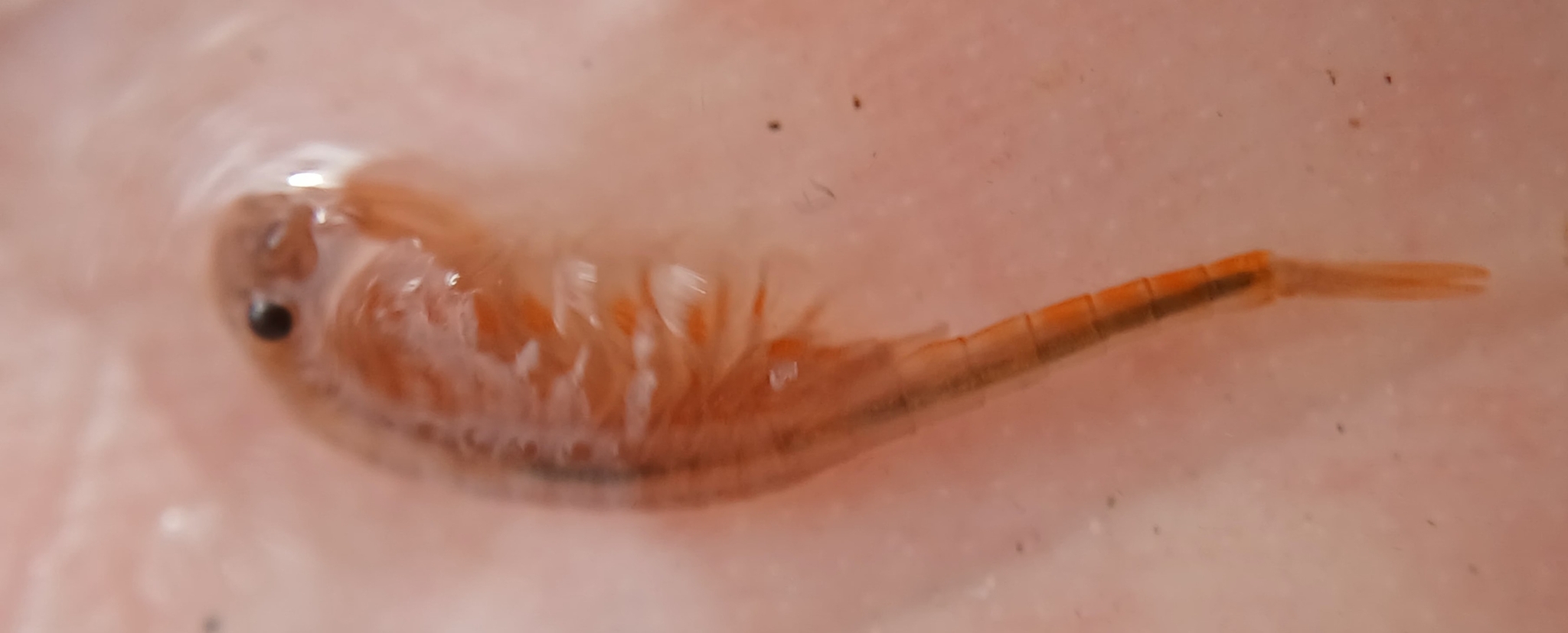 Branchipus schaefferi Fischer, 1834