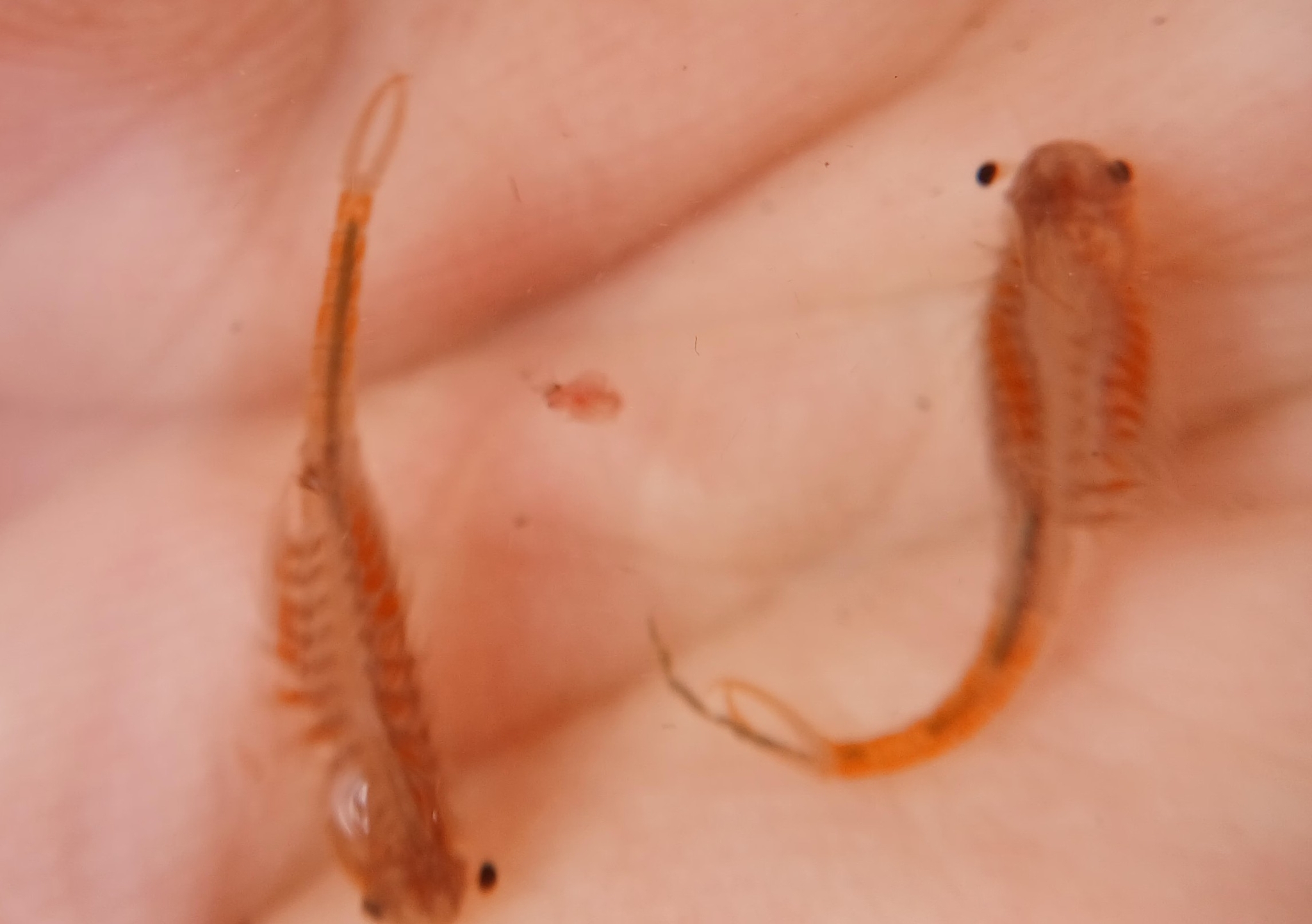 Branchipus schaefferi Fischer, 1834