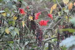 Erythrina rubrinervia