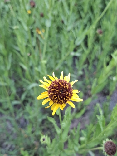 Alkali Sunflower (Helianthus laciniatus)