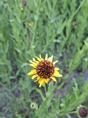 Helianthus laciniatus, photograph (c) M. Socorro González Elizondo, some rights reserved (CC BY-SA)