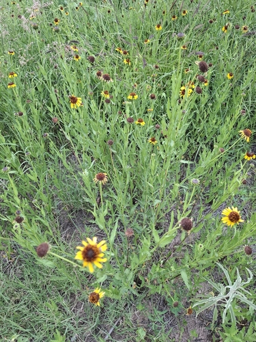 Helianthus laciniatus, photograph 2