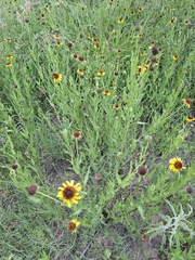 Helianthus laciniatus, photograph (c) M. Socorro González Elizondo, some rights reserved (CC BY-SA)