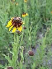 Helianthus laciniatus, photograph (c) M. Socorro González Elizondo, some rights reserved (CC BY-SA)