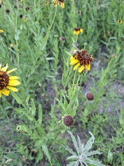 Helianthus laciniatus, photograph (c) M. Socorro González Elizondo, some rights reserved (CC BY-SA)