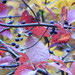 藍果樹屬 - Photo 由 Mel Kelley 所上傳的 (c) Mel Kelley，保留部份權利CC BY-NC