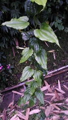 Stemona tuberosa
