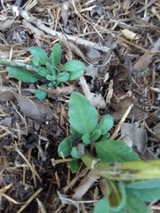 Salvia pentstemonoides
