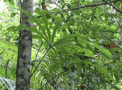 Anthurium clavigerum